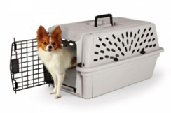 Air Serbia opet dozvoljava male životinje u kabini